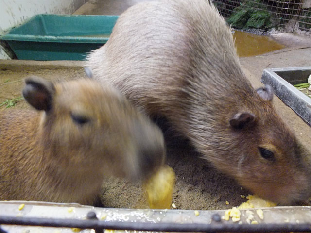 激・闘もろこし_a0179837_18555585.jpg