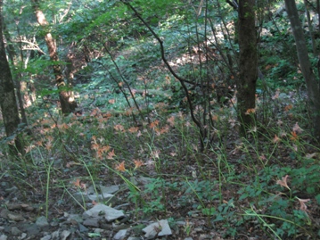 c0077338_89681.jpg