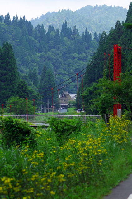 渓流沿いのルドベキア：広川原　京都_d0186245_22413575.jpg