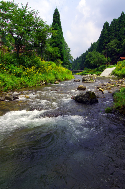 渓流沿いのルドベキア：広川原　京都_d0186245_2246291.jpg