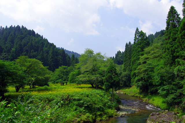 渓流沿いのルドベキア：広川原　京都_d0186245_22502943.jpg