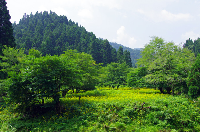 渓流沿いのルドベキア：広川原　京都_d0186245_22504556.jpg