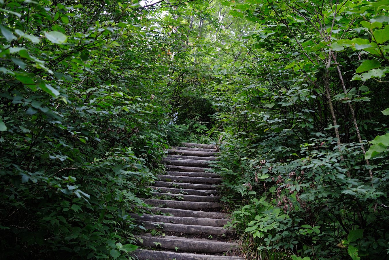 カキ氷を最高に美味しく味わう為に_e0259251_2027110.jpg