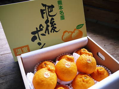 デコポン(肥後ポン) 毎年高品質のデコポンを育てる技術!_a0254656_13354441.jpg