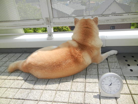 ’13,8,11(日)勝浦も暑すぎる~!_f0060461_10351620.jpg