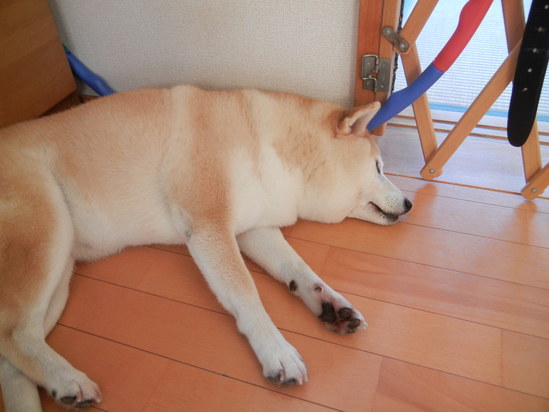 ’13,8,11(日)勝浦も暑すぎる~!_f0060461_1061551.jpg