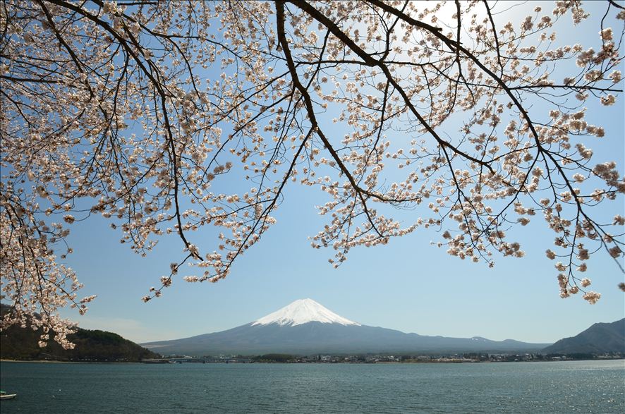 河口湖の桜_a0307264_12592983.jpg