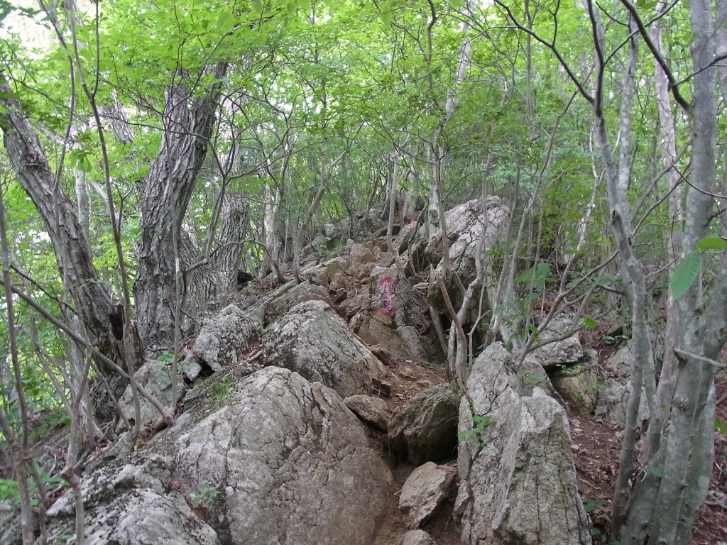 2013/07/14　滝子山　大谷ヶ丸　コンドウ丸　オッ立　大鹿山　前編_d0233770_18593783.jpg