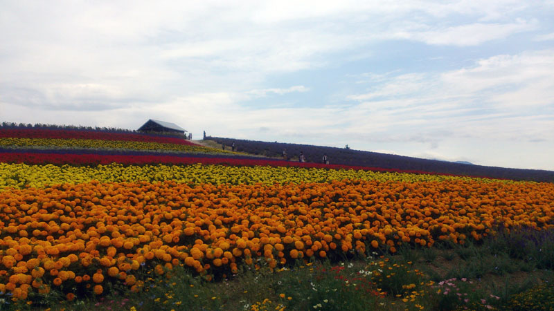 北海道…北海道？北海道！（その２）_c0060076_2175893.jpg