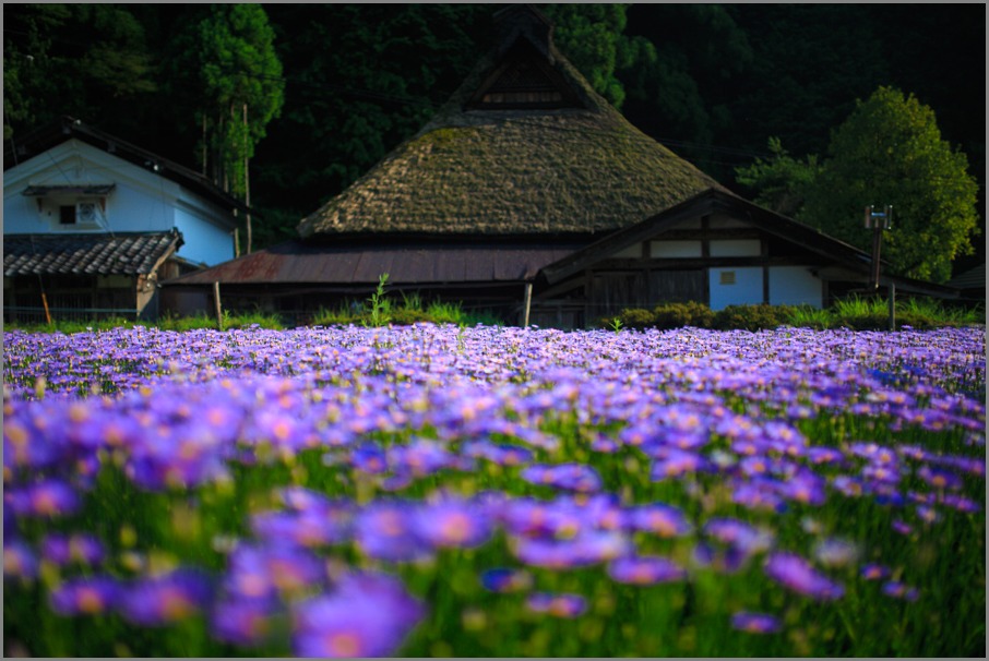 北山友禅菊！　～久多～_b0128581_20442929.jpg