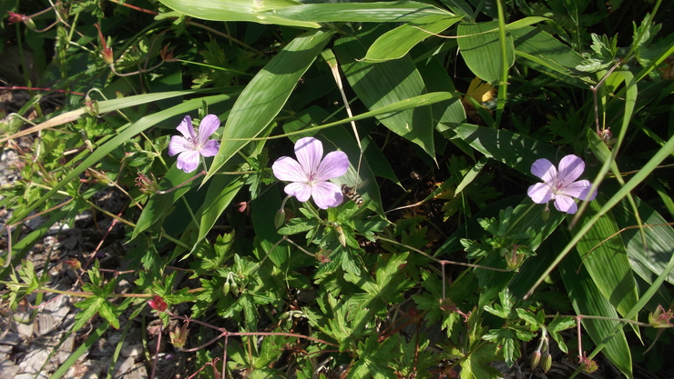 c0212083_23558.jpg