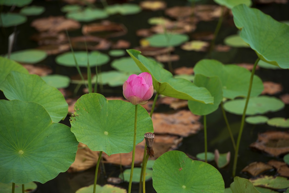 お　盆　間　近　で　　　は　す　の　花_f0205287_2344973.jpg