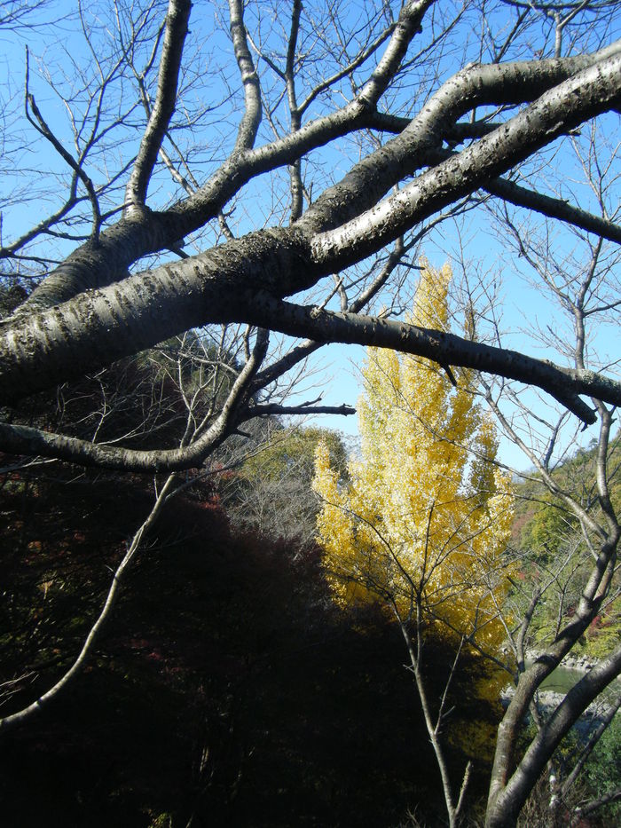 【旅のアルバム】2011.11.21～23　琵琶湖・佐久奈度神社参拝の旅_f0287487_10233788.jpg