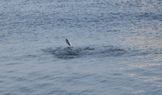 横浜の港で跳ねるもの_c0067690_13353424.jpg