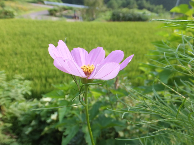 夏景色　１　～流しそうめん～_a0271502_103760.jpg