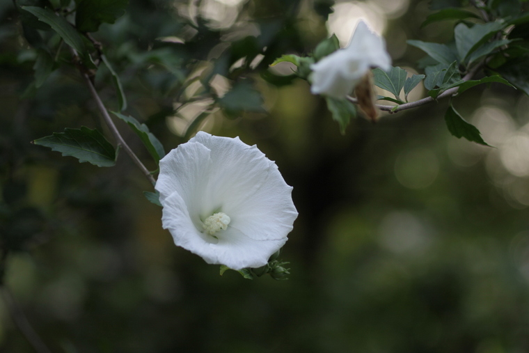 ムクゲの花咲くベンチ_d0248502_20204935.jpg