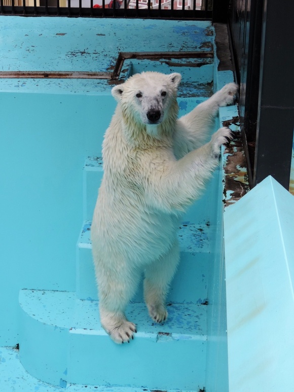 アイラ ｜ おびひろ動物園_e0319302_17242294.jpg