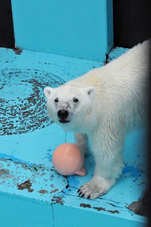 アイラ ｜ おびひろ動物園_e0319302_17252020.jpg