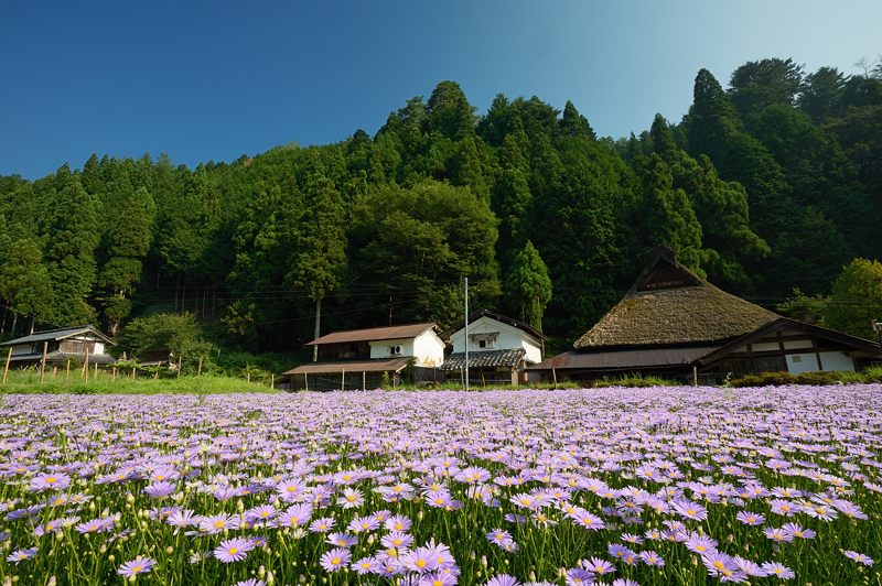 満開!久多の北山友禅菊 其の一_f0032011_18455332.jpg