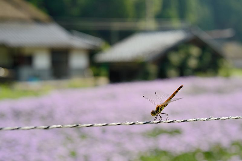 満開!久多の北山友禅菊 其の一_f0032011_1851831.jpg
