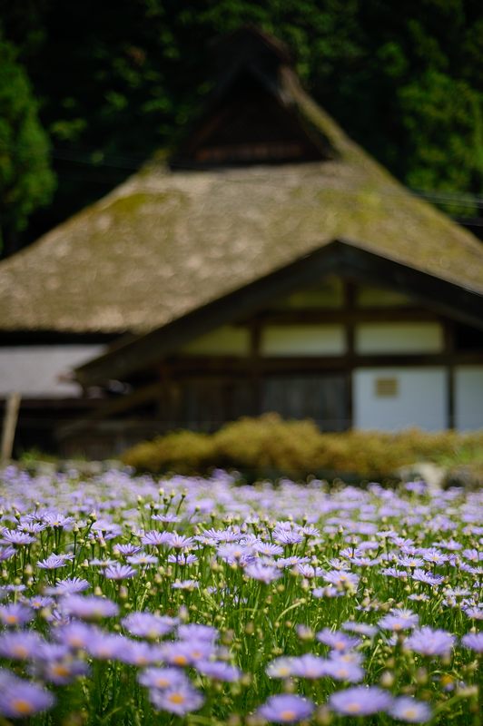 満開!久多の北山友禅菊 其の一_f0032011_1852366.jpg