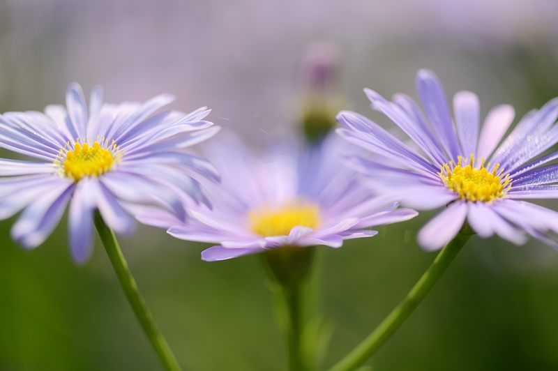 満開!久多の北山友禅菊 其の一_f0032011_18533597.jpg