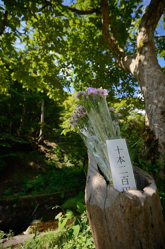 満開!久多の北山友禅菊 其の一_f0032011_18541989.jpg