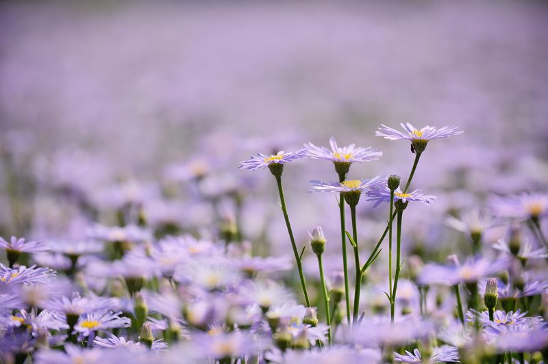 満開!久多の北山友禅菊 其の一_f0032011_1854860.jpg