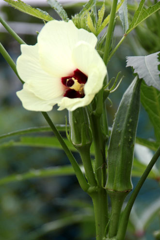菜園の夏花_e0048413_21113034.jpg