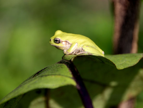 菜園の夏花_e0048413_2111625.jpg