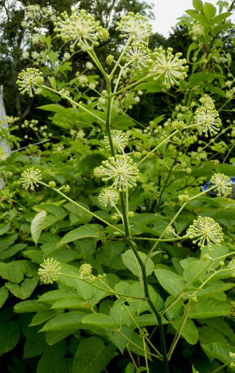 菜園の夏花_e0048413_2112890.jpg