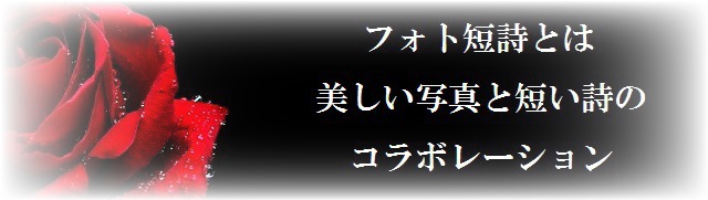 フォト短詩　見切り発進ですが_a0216818_7411897.jpg