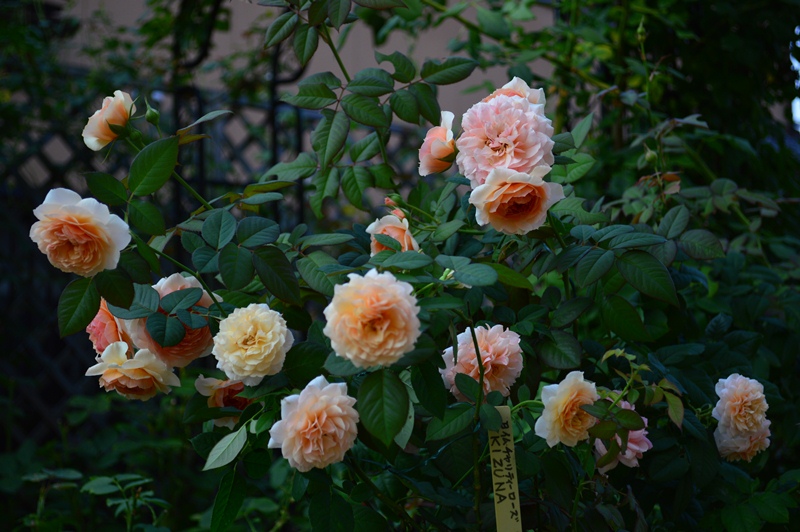 鎮魂のバラ チャリティーローズkizuna Doriのお気に入り