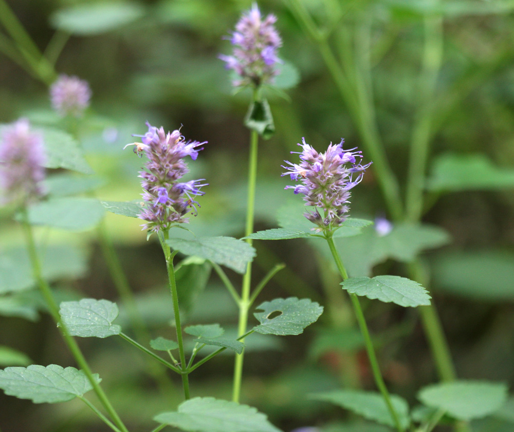 木曽駒高原の草本_f0182124_17334496.jpg