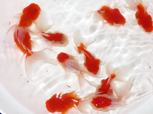 私のカワイイバルーンオランダ フルタニ金魚倶楽部blog 私のカワイイバルーンオランダ フルタニ金魚倶楽部blog