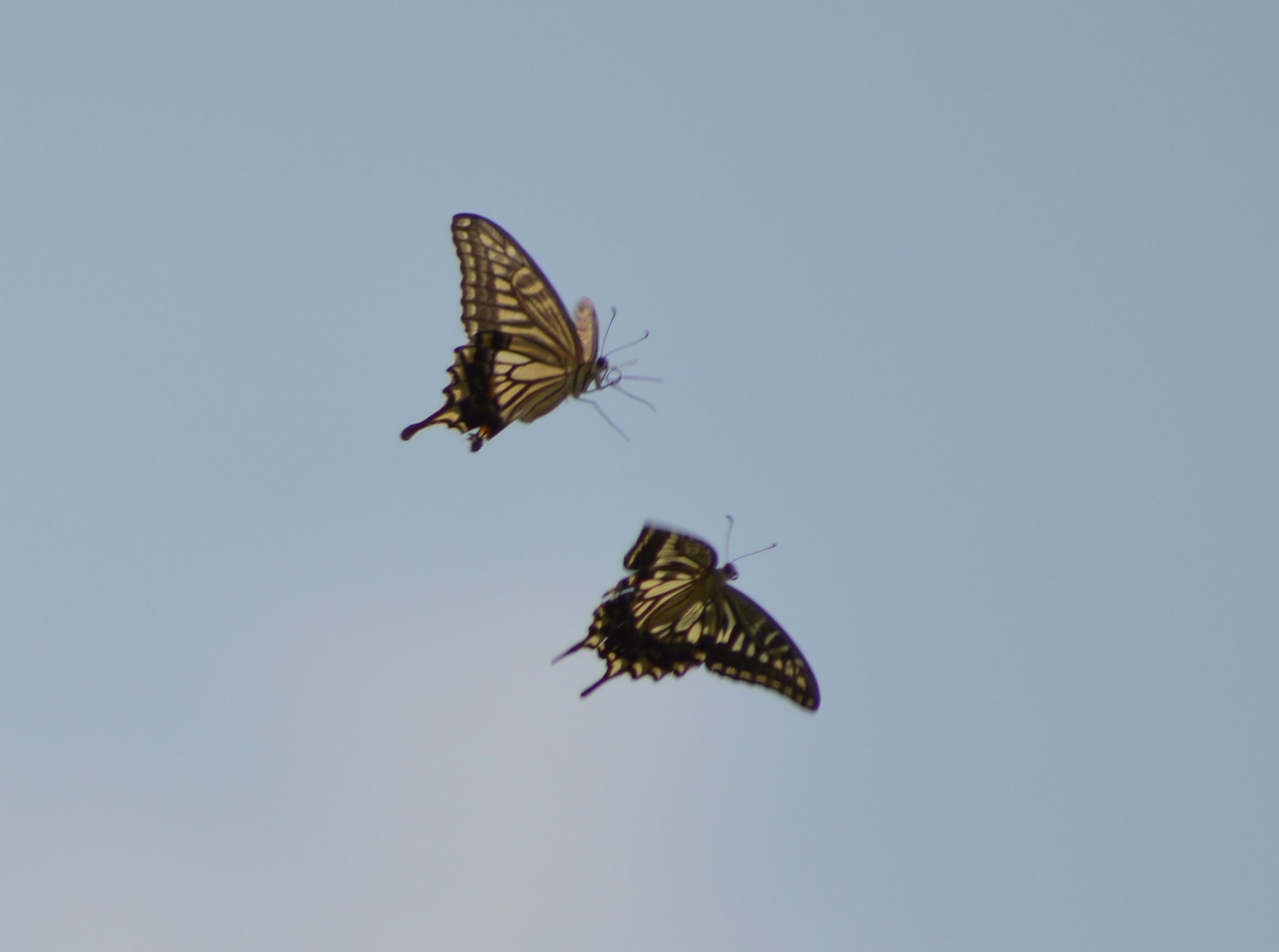 アゲハ 夏休みの自宅にて_d0254540_18224356.jpg
