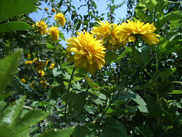 ハナガサギク 花笠菊 時々の花