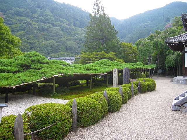 西山宮門跡『善峰寺』は日本一の松(天然記念物)_e0237645_96502.jpg