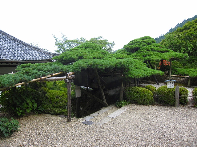 西山宮門跡『善峰寺』は日本一の松(天然記念物)_e0237645_97288.jpg