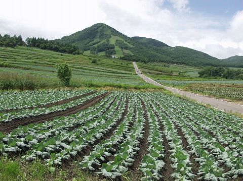 同居人のキャベツは日本一_d0138650_71257.jpg