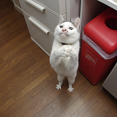 お願いトリ足ヨウカンさん ぶつぶつ独り言2 うちの猫ら21 お願いトリ足ヨウカンさん ぶつぶつ独り言2 うちの猫ら21