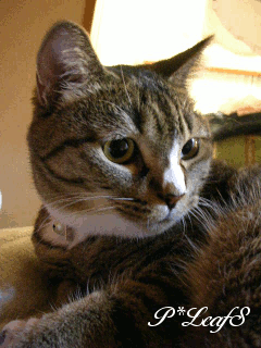 c0176651_07462.gif
