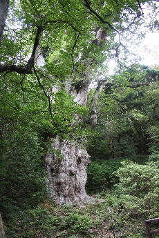 世界遺産「屋久島」_c0297854_1317992.jpg