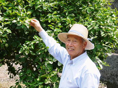 種なしかぼす 良いサイズに成長しました!まもなく平成25年度初出荷!!_a0254656_1891670.jpg