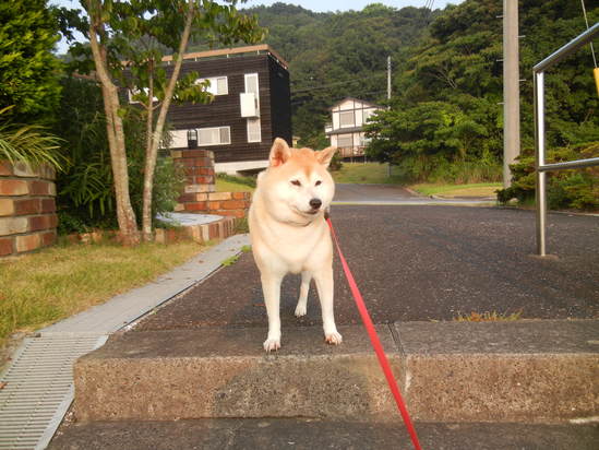 ’13,8,12(月)日本列島、激暑中!_f0060461_1093496.jpg