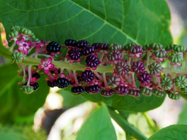 北海道大学北方生物圏フィールド科学センター植物園　８／１０～１１_c0183777_7464750.jpg