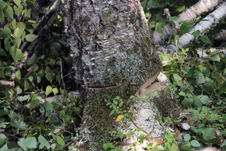 f0145483_2120620.jpg