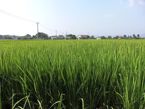 8月12日の田んぼ(上目黒小・枝野小)_d0247484_13232828.jpg