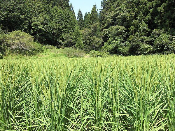 8月12日の田んぼ(月光原小・西根小)_d0247484_13562057.jpg