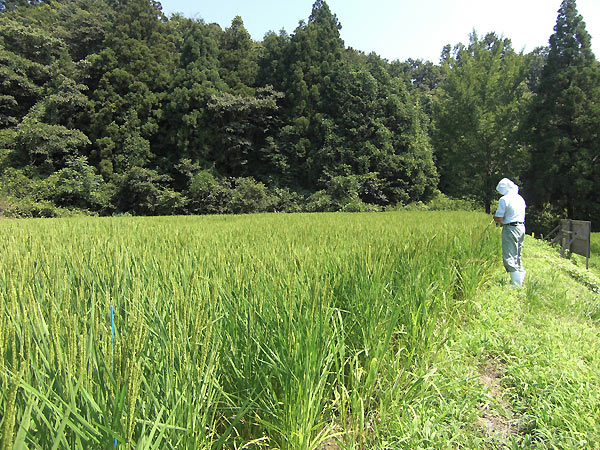 8月12日の田んぼ(月光原小・西根小)_d0247484_13592029.jpg